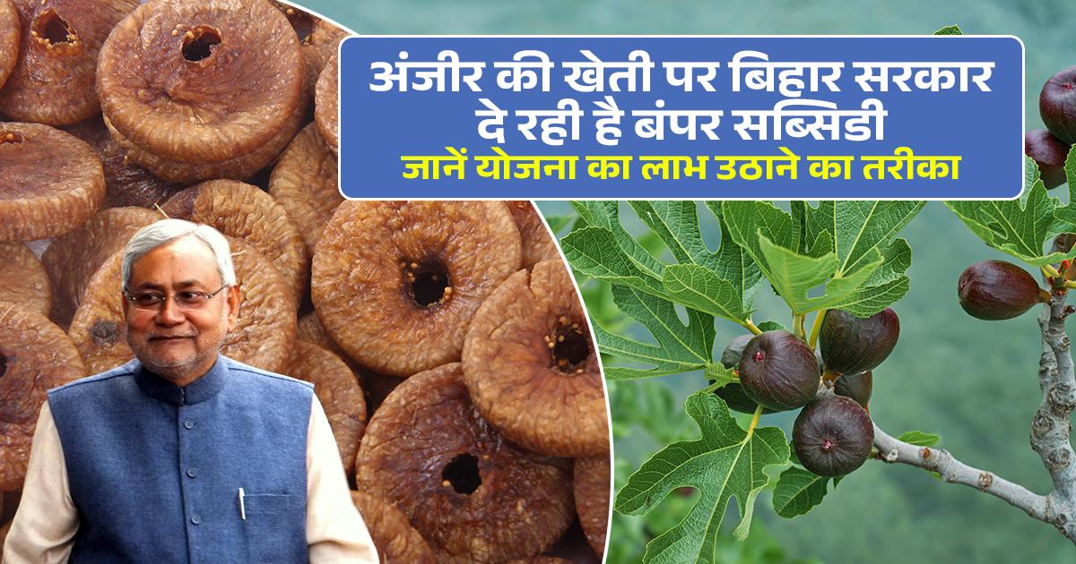 अंजीर की खेती